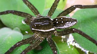 Meet My Okefenokee Swamp Fishing Spider  Dolomedes [upl. by Asinla]