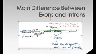 Difference Between Introns and Exons  For BSc and MSc  ALL ABOUT BIOLOGY [upl. by Melc]