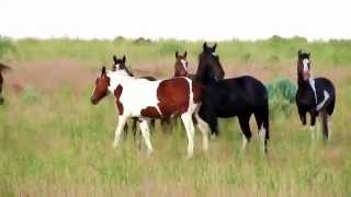 Wild Horses July 2011 [upl. by Julee]