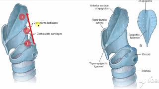 Larynx membranes amp ligaments 1 [upl. by Audly17]