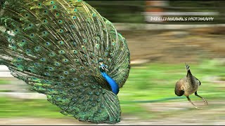 Peacock dance display and feathers sound peahen excited Peacock mating action [upl. by Aisyle]