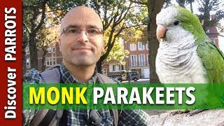 Wild Monk Parakeets in Europe 2017  Discover PARROTS [upl. by Sirraf899]