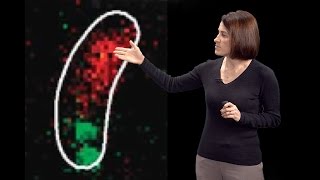 Christine JacobsWagner Yale HHMI 2 DNA segregation amp active intracellular transport in bacteria [upl. by Ahsinnod]