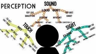 Sensation amp Perception Information Processing in the Brain [upl. by Tracee]