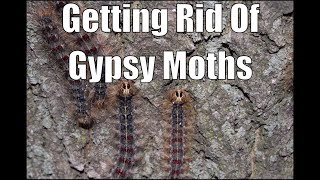 How to Prevent Gypsy Moth Damage [upl. by Adnole]