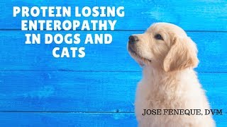 Protein Losing Enteropathy In Dogs And Cats [upl. by Raymonds117]