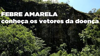 Febre amarela conheça os vetores da doença [upl. by Atiuqcaj]