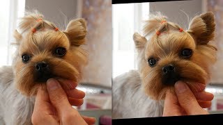 PetGroooming  Yorkie Full Groom Using Comb Attachments 89 [upl. by Giulietta]