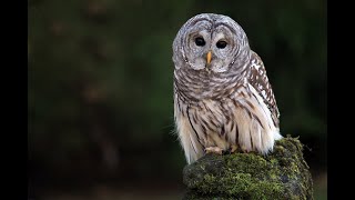 Barred Owl Call [upl. by Harrus422]