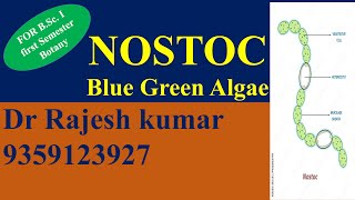 NOSTOC BLUE GREEN ALGAE [upl. by Nezah]