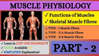 💪🏻MUSCLE PHYSIOLOGY l SKELETAL MUSCLE FIBRES Type amp Muscle FUNCTIONS l Part  2 l Snapshot Learnings [upl. by Ecirb252]