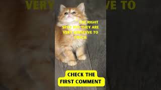 Are Cats Ticklish [upl. by Herates]