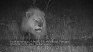 Lions roaring at night HD IR [upl. by Pascia]