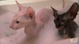 Hairless Kitty Bath  Too Cute [upl. by Nolyag]