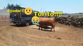 Toro persigue camioneta que lleva a su hijo  Ganadería Episodio 3 [upl. by Redyr]