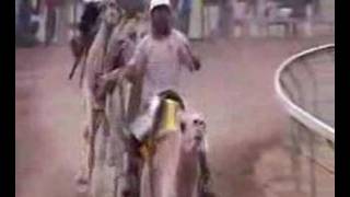 Camel Races in Alice Spring [upl. by Ashman]