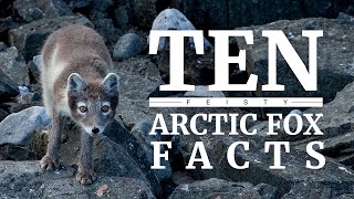 10 Arctic fox facts [upl. by Trah]