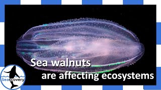 Invasive marine animal depletes ecosystems… and eats its young Sea Walnut Mnemiopsis leidyi [upl. by Seavir]