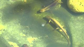 Newts take over a new pond in July 2014 [upl. by Aklam179]