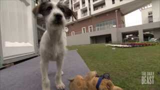 The Stray Dogs of Sochi  NHL Revealed Episode 5 [upl. by Merlin846]