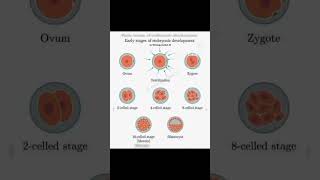 Impact of blood hypercoagulability on in vitro fertilization outcomesby biology [upl. by Ailehc]