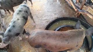 um matris muito docio essa matris da minha neta clarinha 🌳 🌴 🌵 🐖🐖 [upl. by Tteve]