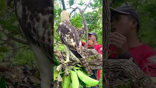 A man walks through the forest to meet a pair of hawks laying eggspart2birds dance nature game [upl. by Emirej]