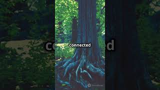 Pando the Trembling Giant short nature viralvideo trending travel viralshorts shorts [upl. by Janerich]