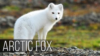 ARCTIC FOX is the most agile hunter in the harsh polar climate [upl. by Enohpets]