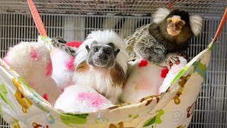 For Marmoset monkey pet lover [upl. by Merola]