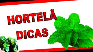 Como Plantar Hortelã SIMPLES E FÁCIL  Dicas [upl. by Brent742]