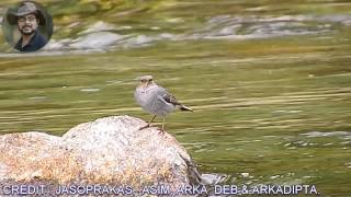 Plumbeous Water Redstart Female Bird Video 2 [upl. by Aleel]