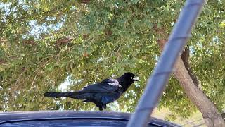 Grackles Call [upl. by Brazee128]