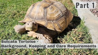 SULCATA Tortoise Part 1  Background Care Requirements Behavior Health amp TO DO [upl. by Isborne215]