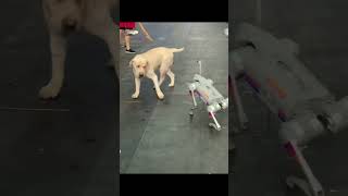 Labrador vs Robot Doggie [upl. by Aivun]