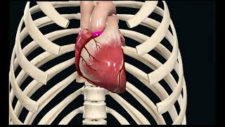 CORONARY ARTERY  ORIGIN [upl. by Aber44]