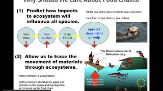 Bioaccumulation and Biomagnification [upl. by Wehttan461]