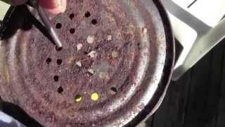 MILKY SPORE DUST AND HOW TO APPLY IT USING 916quot BIT [upl. by Ober674]