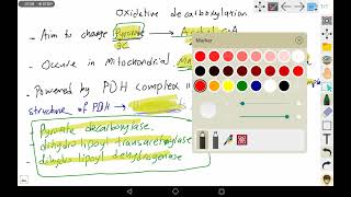 4 oxidative decarboxylation of pyruvate [upl. by Diahann]