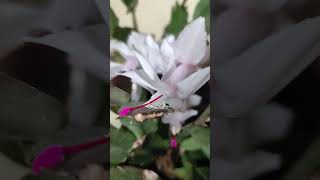 Schlumbergera truncata shortvideo sosomleng [upl. by Haelat]