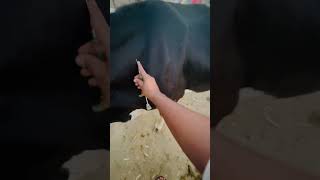 Progesterone injection vetdrafaqrana animal cow veterinaryclinic cow cow livestockfarm [upl. by Ahseya]