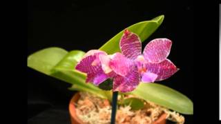 Orchid TimeLapse Phal lueddemanniana Woodlawn [upl. by Doralin]