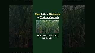 Trato forragemmanejo agro gado agriculturasustentável fazenda gadoleiteiro pecuarialeiteira [upl. by Htehpaj]