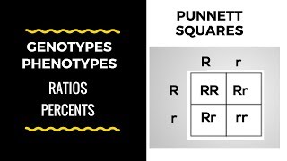 Genotype and Phenotype Ratios and Percents  Punnett Square Basics [upl. by Enelrihs]