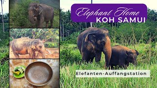 Koh Samui Elephant Home  Ausflugstipp👍 ElefantenAuffangstation  Elephant Sanctuary Thailand 🐘 [upl. by Andre]