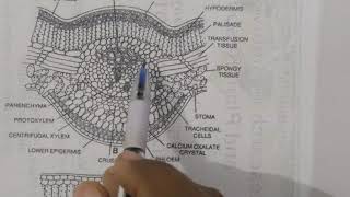 leaflet of Cycas Anatomy And Xerophytic characters For BSc students [upl. by Kcinemod751]