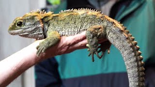 tuatara encounter  West Coast Wildlife Centre New Zealand [upl. by Lennon]