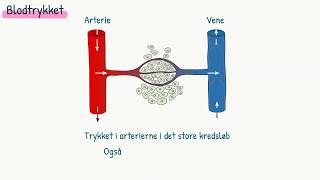 Kredsløbet Blodtrykket [upl. by Mllly]