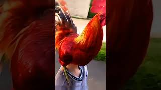 Rooster inAGTAmericagottalentDuoSchumacherAGT magic [upl. by Atiraj]