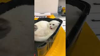 shortvideo cat mycatchannel funny petschannel yourcat funnycats catchannel [upl. by Enale22]